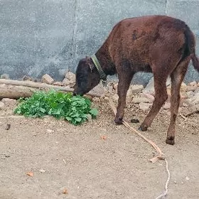 хожек унажын