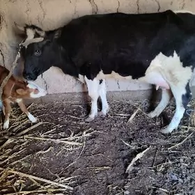 Galisteyin goleli sygyr