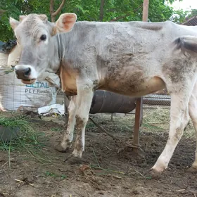 Öý haýwanlary tüwe