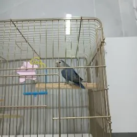 nerazlucnik неразлучник