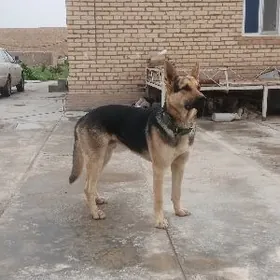 Овчарка, owçarka