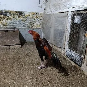 бойцовский хораз