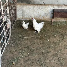 towşan tüý karlik