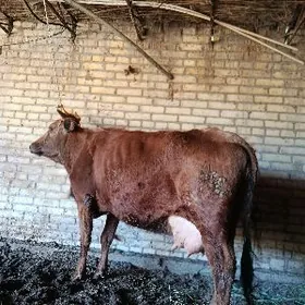 голели сыгыр