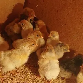 Orrington we Viandot juyje