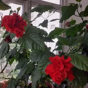 Китайская роза