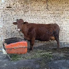 arginal krasnyy stepnoy yetik