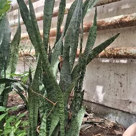 щучий хвост