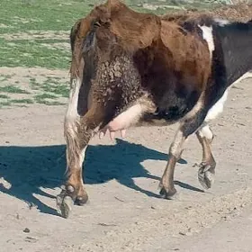 Gibrit Gölely sygyr