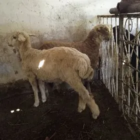 Merenos tokly erkek urkacy