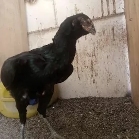 Bayes towuk iki sany