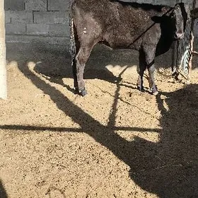 tuwe çorny piyastura