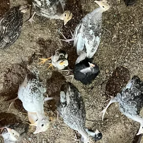 induk jüýje 3aýlyk