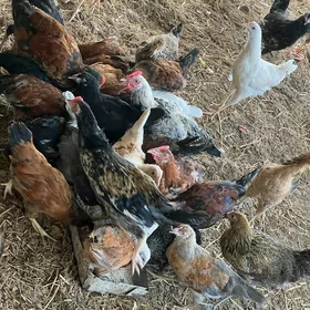 5 aýdan geçen jüýjeler