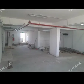 SATLYK PODWAL TAZE GURTLY