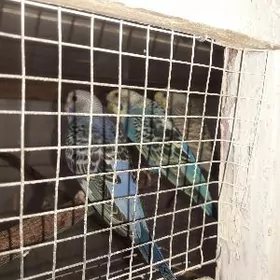 волнистый попугайчик