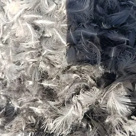 Яссык учин Елек