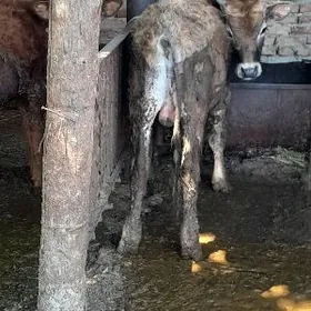 okuz okzuce 10 aylyk