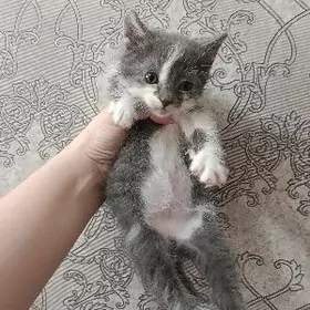 Котята в добрые руки !!!