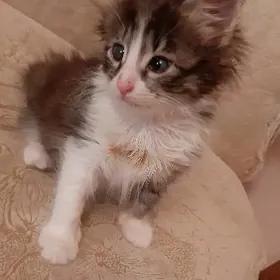 отдам котят