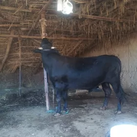 BAKYLYP...DYRAH...OKYZ