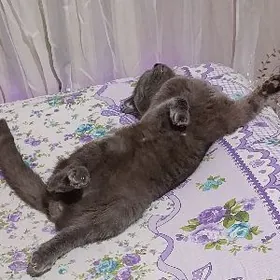 satlaniski Wisla uha Biritan