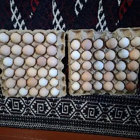 ýumurtga brama gigant