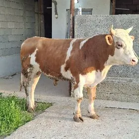 Okz simmental