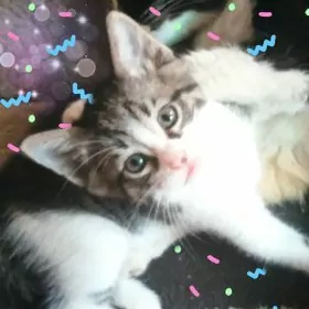 Мальчик- котенок