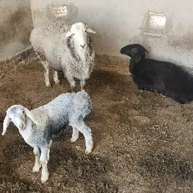 gisar tohum goc we urkacylar