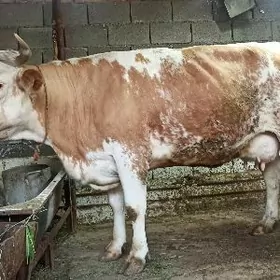 SIMENTAL GÖLELI SYGYR