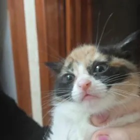 Трёхцветная девочка