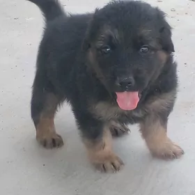 авчарка  немисги   еркек