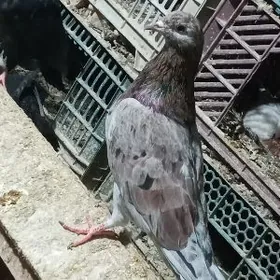 Кепдери Голуби.