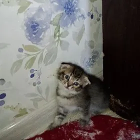 Девочка шотландский вислоухий