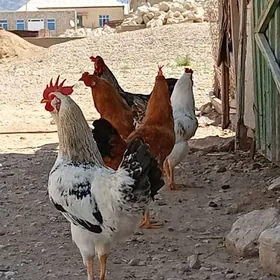 Gibrit baýsok adler horazlar