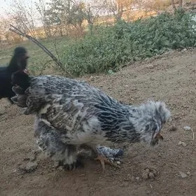 тройка двойка товуклар