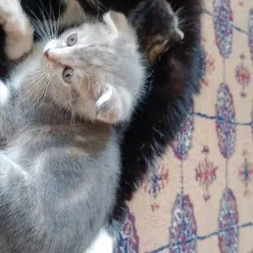 weslouhi poşik вислоухие кошки