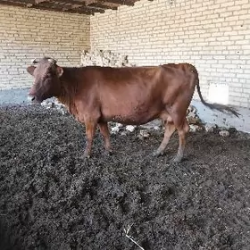 Arginal krasny stipnoy.