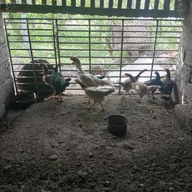 байсовый.  товук