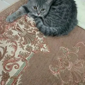 кот шотландский