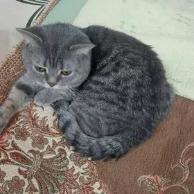 кот шотландский