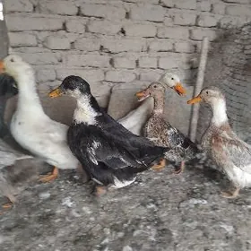 YASYLBAS ORDEK GYSSAGLY