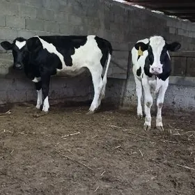 Golişdeýin tüweler