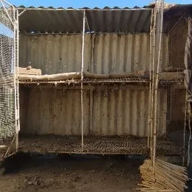 tovuk ketek ve tovuk