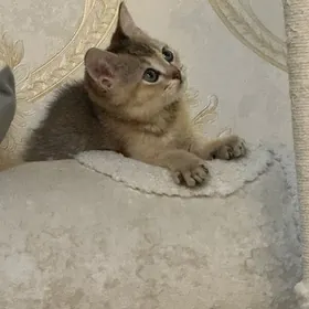 чистокровные котята ‍🥰