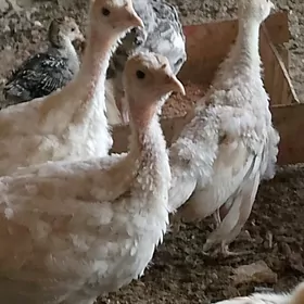 жуже. индук