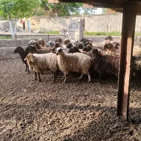 goýynnar garakõller