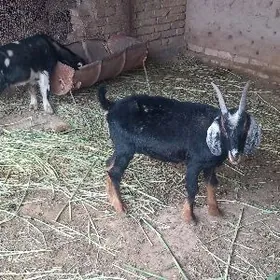 Bakylan Geçi çebişler