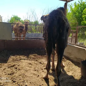 торумлы дуйе